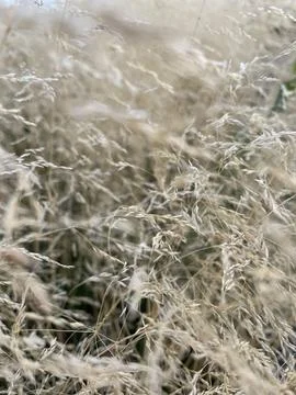 Grass Stock Photos