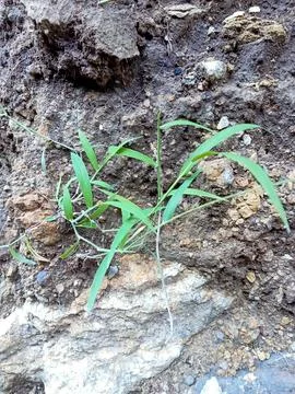 Grass Stock Photos