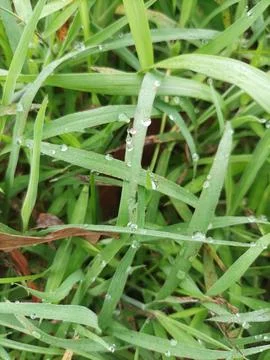 Grass Stock Photos