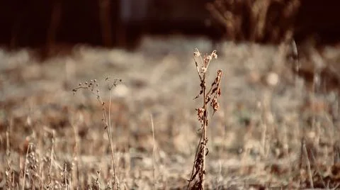 Grass Stock Photos
