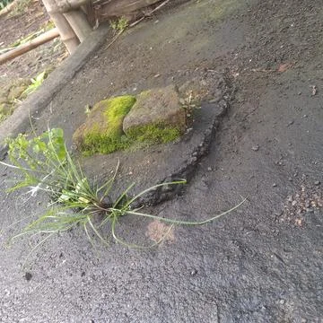 Grass 库存照片