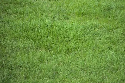 Grass Stock Photos