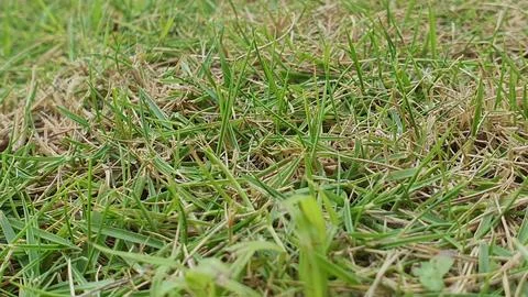 Grass Stock Photos