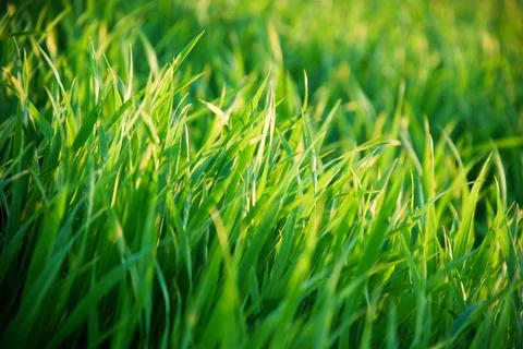 Grass Foto stock
