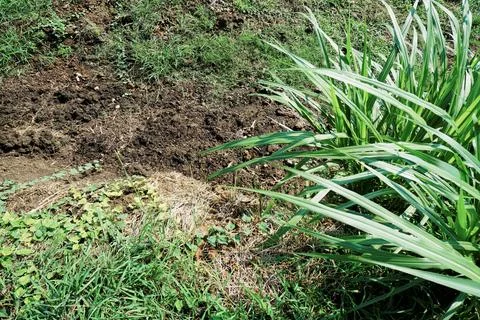 The grass is Stock Photos