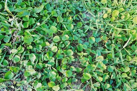 The grass Stock Photos