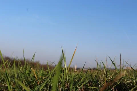 Grass Stock-Fotos