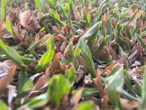 The grass Stock Photos