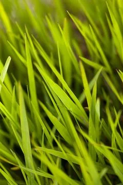 Grass Stock Photos