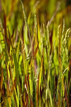 Grass Stock Photos