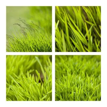 Grass Stock Photos