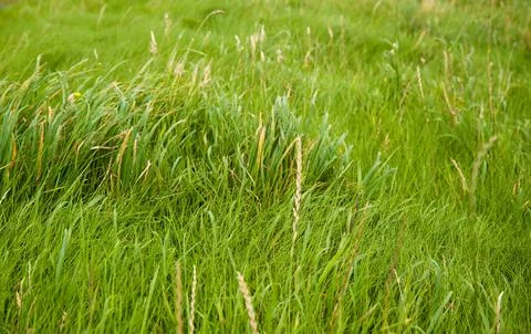 Grass 库存照片
