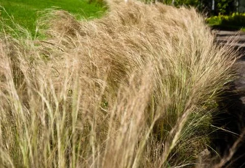 Grass Stock Photos
