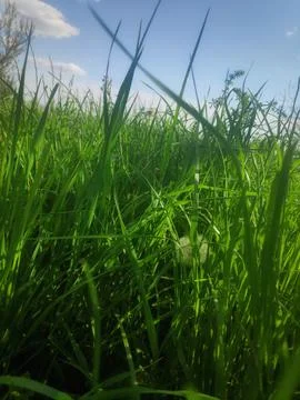 Grass 写真素材