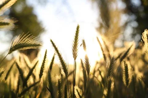 Grass Stock Photos