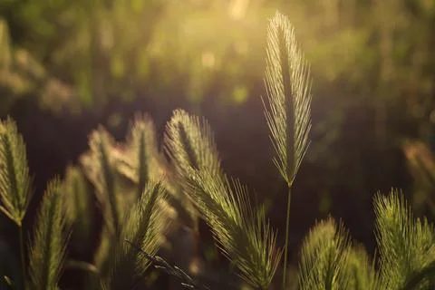 Grass Stock Photos