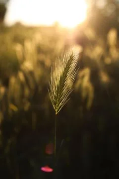 Grass Fotos Stock
