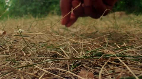 Grass Picking Macro Close Up (HD) Stock Footage 11290017