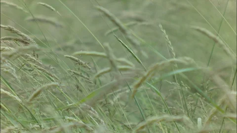 Grass in a picturesque meadow Stock Footage 99014619