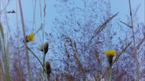 Grass in a picturesque meadow Stock Footage 107932873