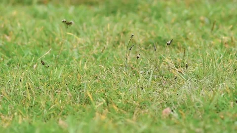 Grass in places turned yellow and the flowers withered in autumn Stock Footage 80982189