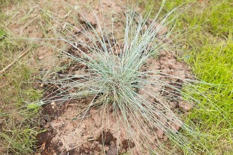 A grass plant is emerging from a bare patch of soil, surrounded by green plants 스톡 사진