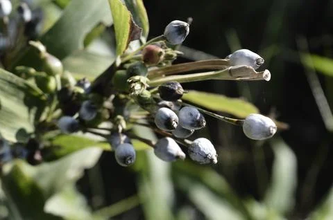 Grass plant fruit Stock Photos