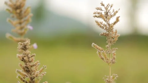 Grass plant moving in wind Stock Footage 157169796