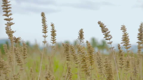 Grass plant moving in wind Stock Footage 157169851
