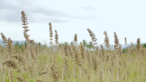 Grass plant moving in wind Stock Footage 157169853