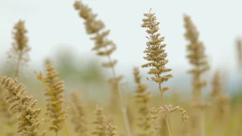 Grass plant moving in wind Stock Footage 157169947
