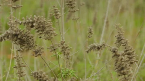 Grass plant moving in wind Stock Footage 157169996