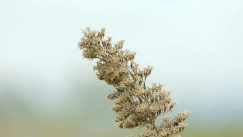 Grass plant moving in wind Stock Footage 157170007