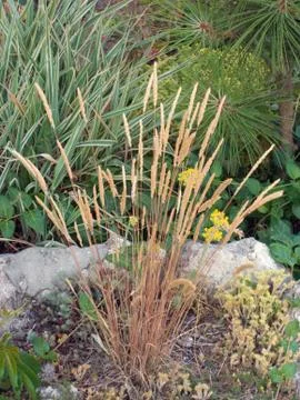 Grass plant Stock Photos