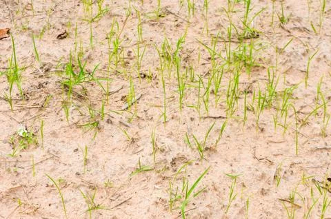 Grass plant Stock Photos