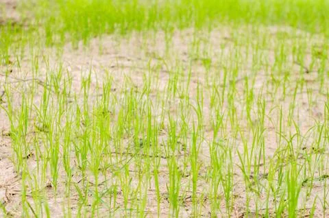 Grass plant Stock Photos