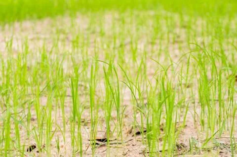 Grass plant Stock Photos
