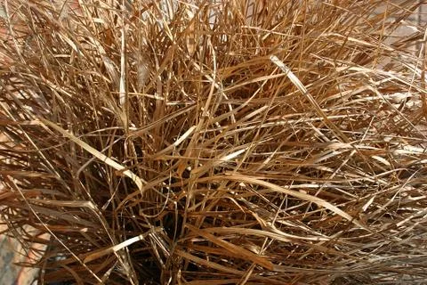 Grass Plant Stock Photos
