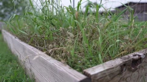 Grass in a Planter Box Blowing in the Wind Stock Footage 276251501