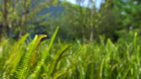 Grass plants and trees. Out of focus bokeh blur Stock Footage 102509221