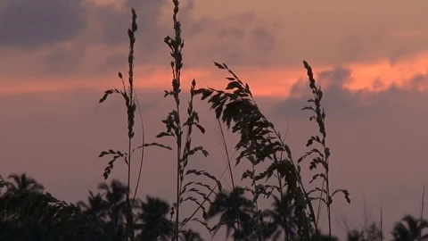 Grass plants in backlighting in sunset with red clouds and wind 스톡 동영상 84472375