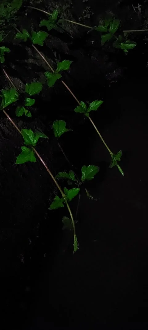 Grass plants Stock Footage 235597720
