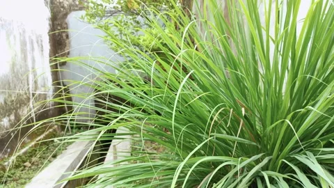 The grass plants in the garden Stock Footage 156076282