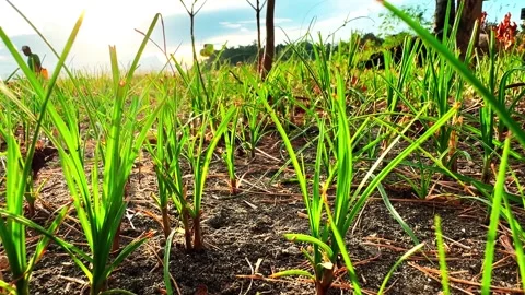 Grass plants in the garden Stock Footage 300681179