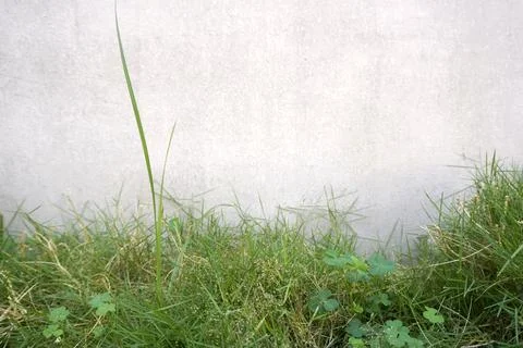 Grass plants on gray wall background Stock Photos