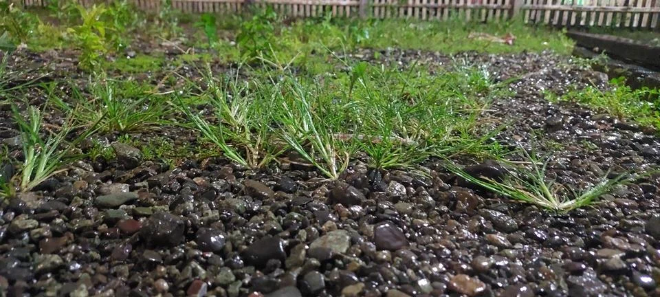 Grass plants Stock Photos
