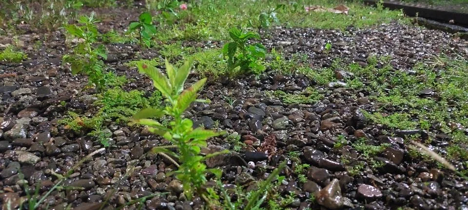 Grass plants Stock Photos