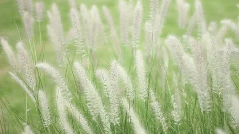 Grass Plants Swaying in Wind Stock Footage 139902891