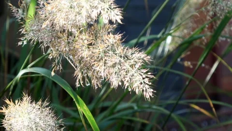 Grass plume with raindrops  Stock Footage 168558315