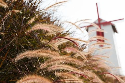 Grass Plumes Stock Photos